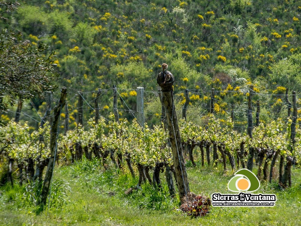 Viñedo Cerro Colorado en Villa Ventana