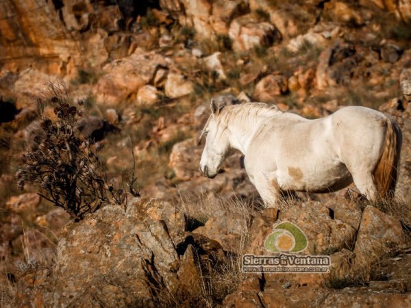 caballos cimarrones de Villa Ventana