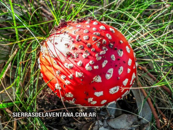 Hongos alucinógenos en Villa Ventana