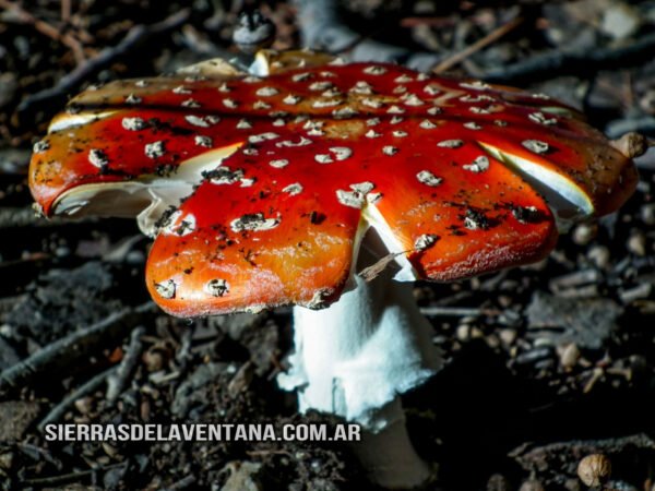 Hongos alucinógenos en Villa Ventana