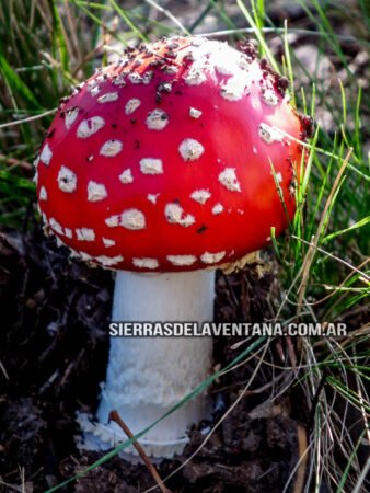 Hongos alucinógenos en Villa Ventana