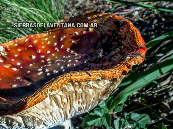 Hongos alucinógenos en Villa Ventana