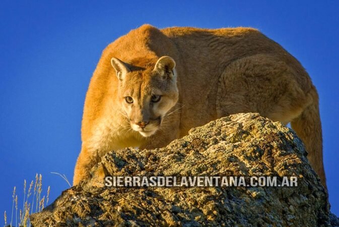 Flora y Fauna de Villa Ventana - Puma